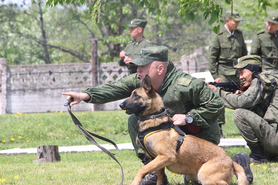 День пограничной кинологии картинки